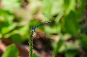 close up of blue dragonfly on green stem