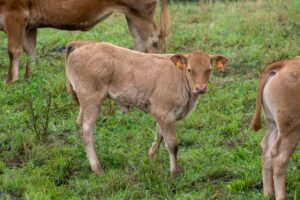 young brown calf grazing in green pasture