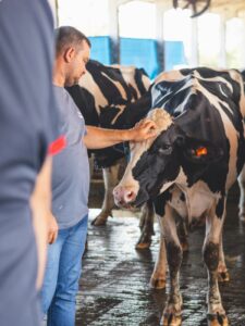 farmer petting holstein cow in barn
