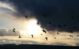silhouette of birds in flight against dramatic sky